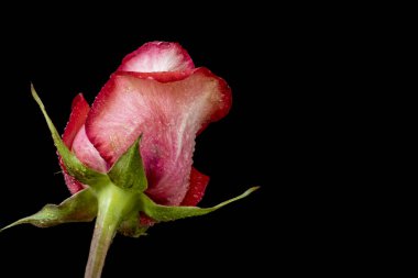 Siyah arkaplanda güzel pembe bir gül, yakın görüş 
