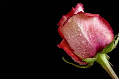 Siyah arkaplanda güzel pembe bir gül, yakın görüş 