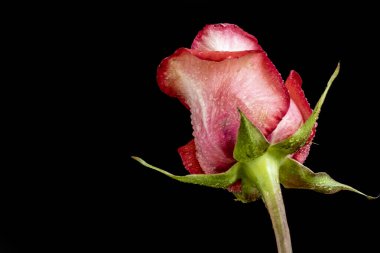 Koyu arkaplanda güzel bir gül çiçeği                        