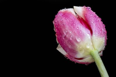 Siyah arka planda pembe lale çiçeğini kapat.