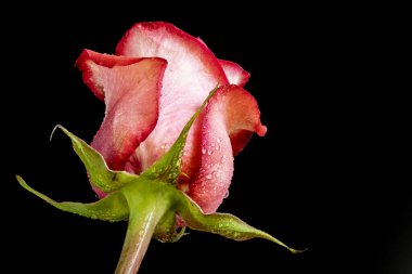 Koyu arkaplanda güzel bir gül çiçeği                        