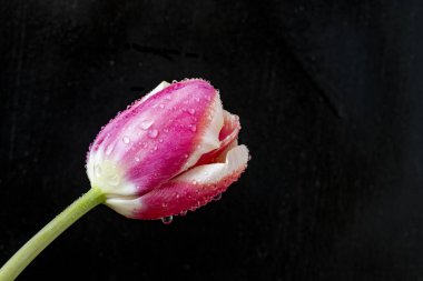 Siyah arka planda pembe lale çiçeğini kapat.