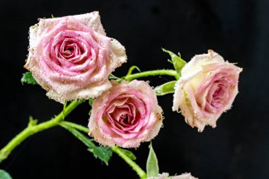 Koyu arkaplanda güzel güller, kapatın. 