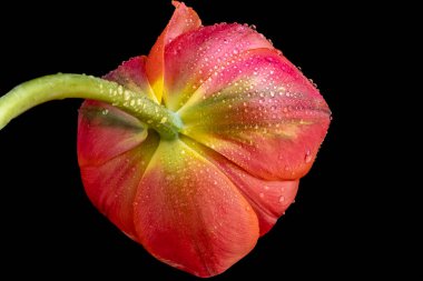 Siyah arka planda pembe lale çiçeğini kapat.