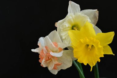 Güzel nergis çiçekleri siyah arkaplanda izole edilmiş.