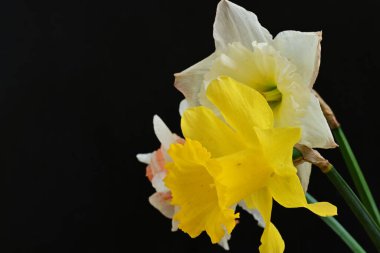 Güzel nergis çiçekleri siyah arkaplanda izole edilmiş.