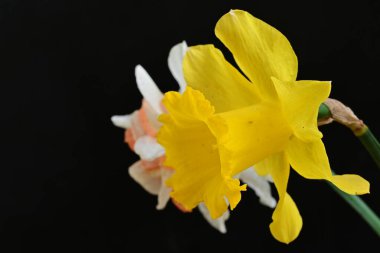 Güzel nergis çiçekleri siyah arkaplanda izole edilmiş.