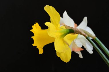 Güzel nergis çiçekleri siyah arkaplanda izole edilmiş.