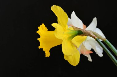 Güzel nergis çiçekleri siyah arkaplanda izole edilmiş.