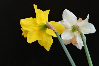Güzel nergis çiçekleri siyah arkaplanda izole edilmiş.