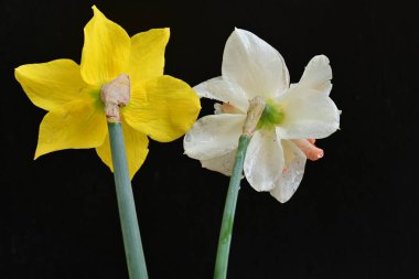 Güzel nergis çiçekleri siyah arkaplanda izole edilmiş.