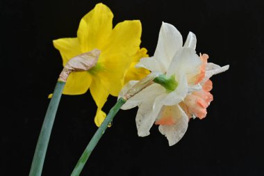 Güzel nergis çiçekleri siyah arkaplanda izole edilmiş.