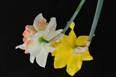 Güzel nergis çiçekleri siyah arkaplanda izole edilmiş.