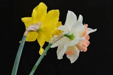 Güzel nergis çiçekleri siyah arkaplanda izole edilmiş.