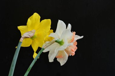 Güzel nergis çiçekleri siyah arkaplanda izole edilmiş.