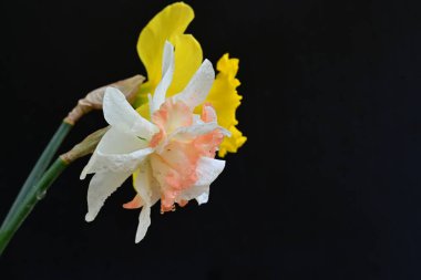 Güzel nergis çiçekleri siyah arkaplanda izole edilmiş.