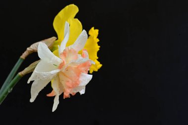 Güzel nergis çiçekleri siyah arkaplanda izole edilmiş.