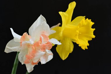 Güzel nergis çiçekleri siyah arkaplanda izole edilmiş.