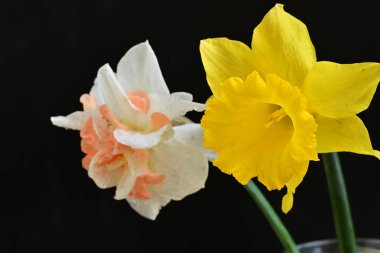 Güzel nergis çiçekleri siyah arkaplanda izole edilmiş.