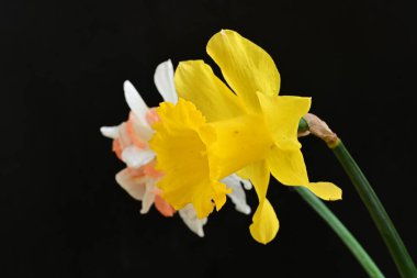 Güzel nergis çiçekleri siyah arkaplanda izole edilmiş.