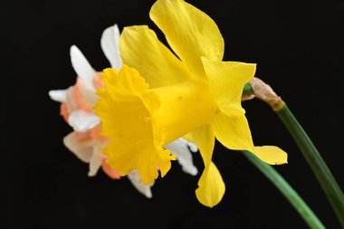 Güzel nergis çiçekleri siyah arkaplanda izole edilmiş.