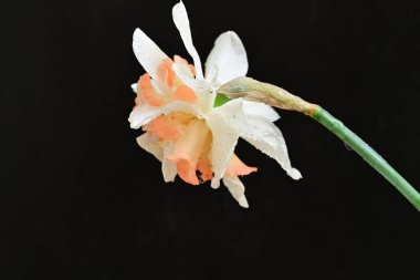 Beyaz nergis çiçeğini kapat. 