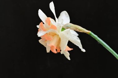 Beyaz nergis çiçeğini kapat. 