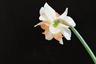 Beyaz nergis çiçeğini kapat. 