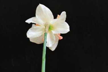 Beyaz nergis çiçeğini kapat. 