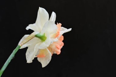 Beyaz nergis çiçeğini kapat. 