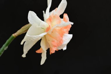 Beyaz nergis çiçeğini kapat. 