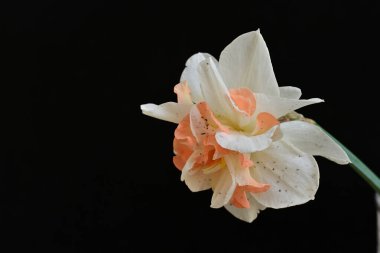 Beyaz nergis çiçeğini kapat. 