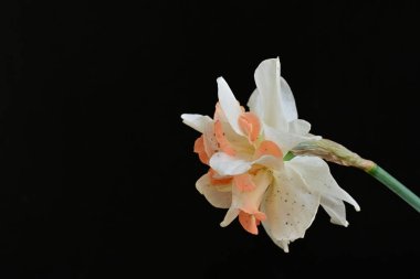 Beyaz nergis çiçeğini kapat. 