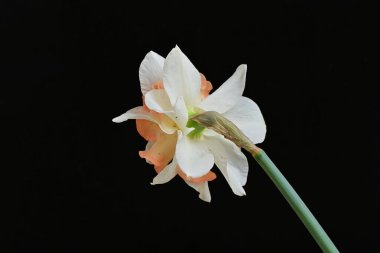 Beyaz nergis çiçeğini kapat. 