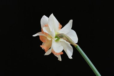 Beyaz nergis çiçeğini kapat. 