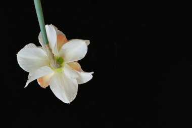 Beyaz nergis çiçeğini kapat. 