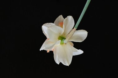 Beyaz nergis çiçeğini kapat. 