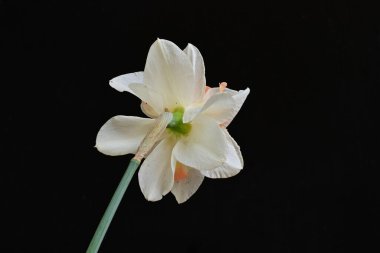 Beyaz nergis çiçeğini kapat. 