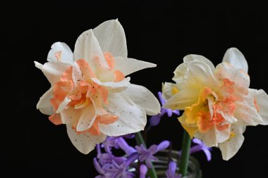 Narcissus bahar çiçekleri siyah arkaplanı kapatır 