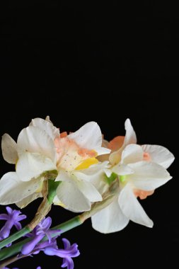 Narcissus bahar çiçekleri siyah arkaplanı kapatır 