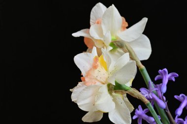 Narcissus bahar çiçekleri siyah arkaplanı kapatır 