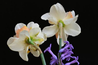 Narcissus bahar çiçekleri siyah arkaplanı kapatır 