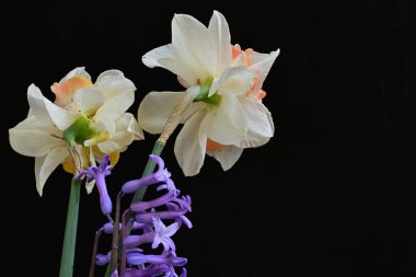 Narcissus bahar çiçekleri siyah arkaplanı kapatır 