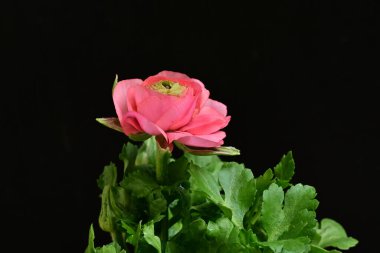 Siyah arkaplanda pembe orkide çiçekleri