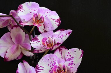 Siyah arkaplanda pembe orkide çiçekleri