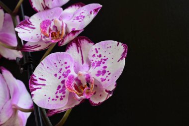 Siyah arkaplanda pembe orkide çiçekleri