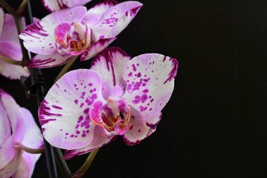 Siyah arkaplanda pembe orkide çiçekleri