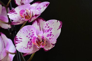 Siyah arkaplanda pembe orkide çiçekleri