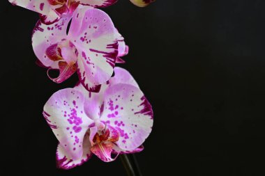 Siyah arkaplanda pembe orkide çiçekleri