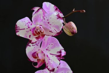 Siyah arkaplanda pembe orkide çiçekleri